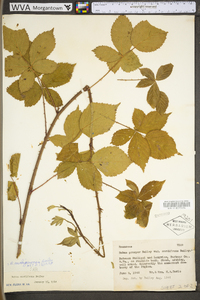 Rubus michiganensis image