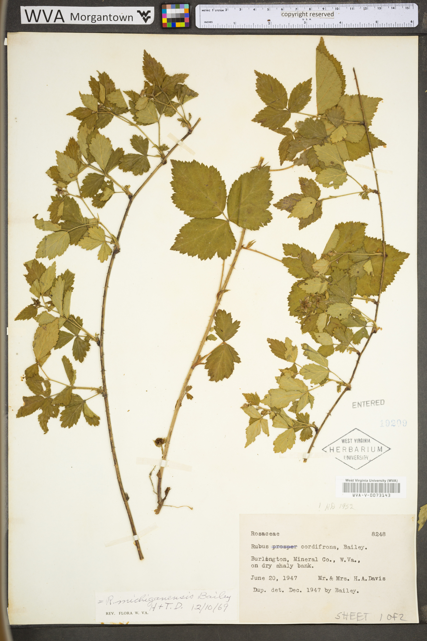 Rubus michiganensis image