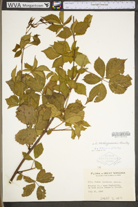 Rubus michiganensis image