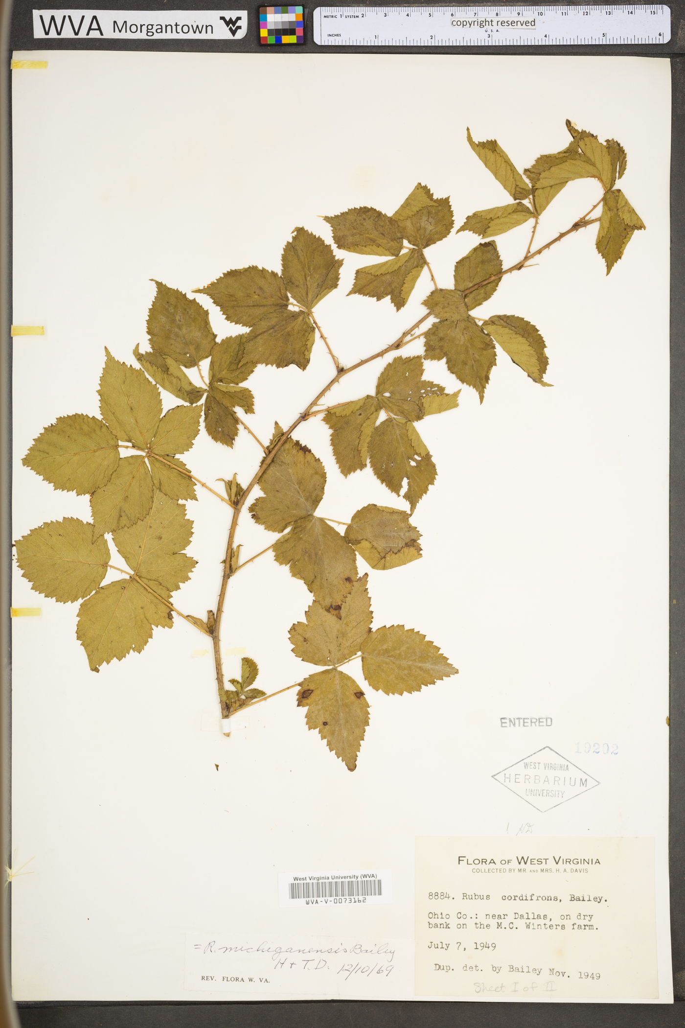 Rubus michiganensis image