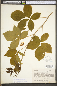 Rubus missouricus image