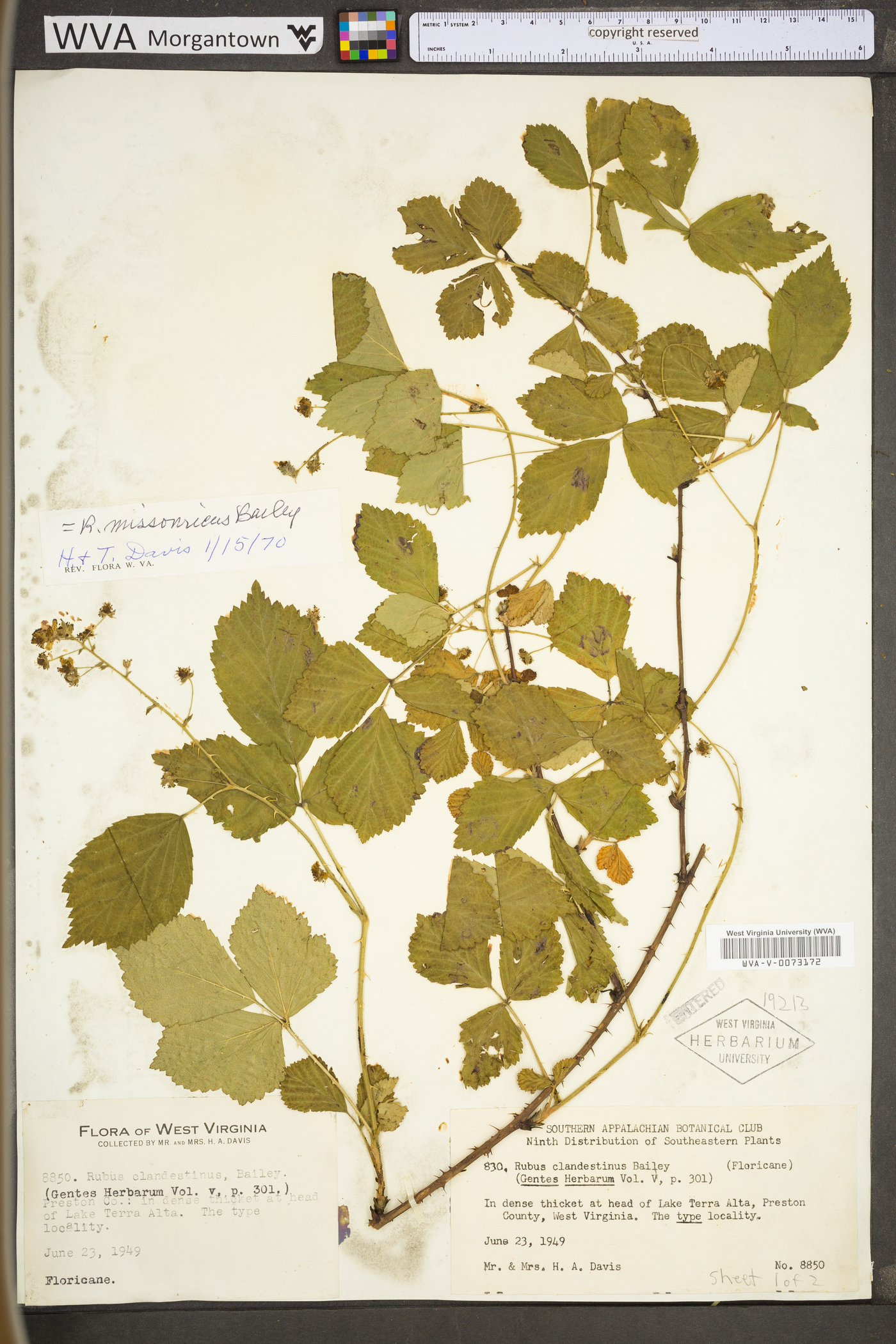 Rubus missouricus image