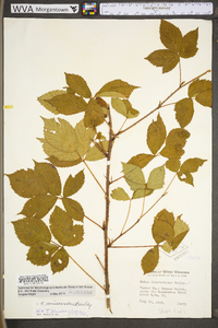 Rubus missouricus image