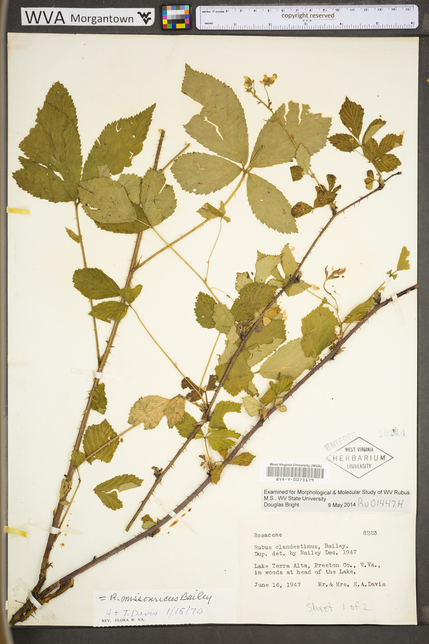 Rubus missouricus image