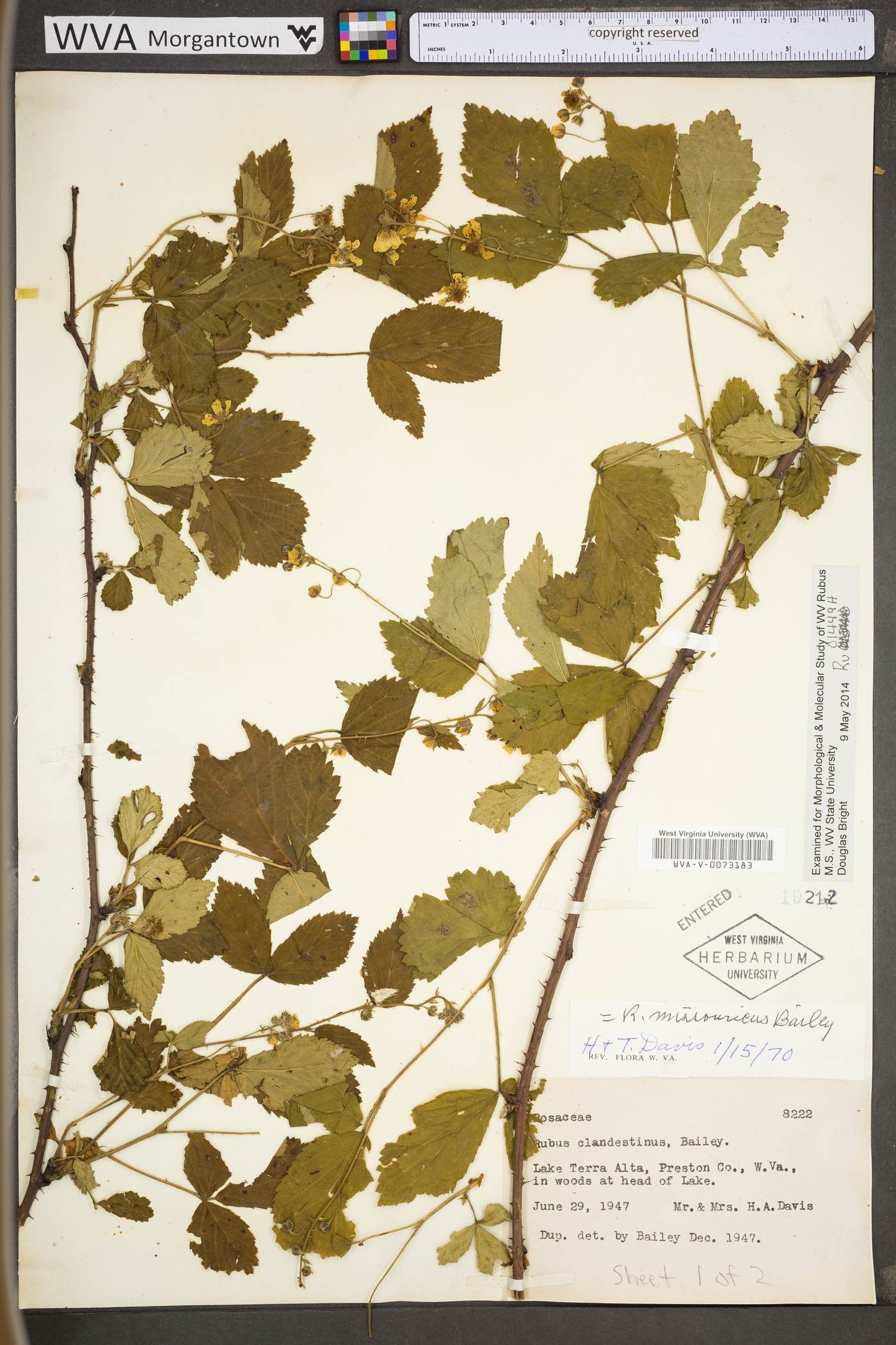 Rubus missouricus image