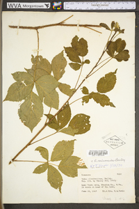 Rubus missouricus image