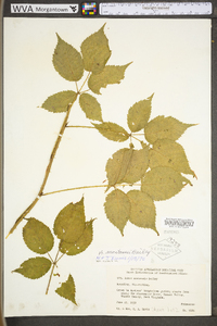 Rubus montensis image