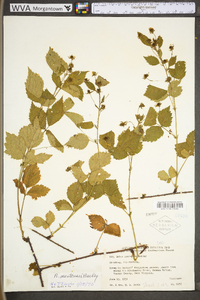 Rubus montensis image