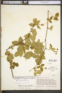 Rubus montensis image