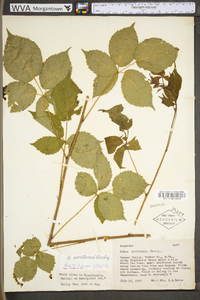 Rubus montensis image