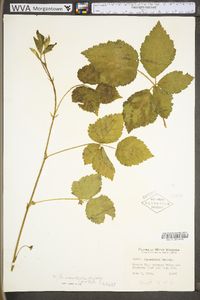 Rubus multifer image