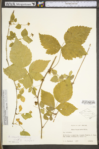 Rubus multifer image