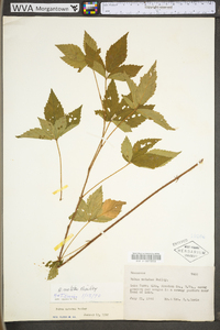 Rubus notatus image