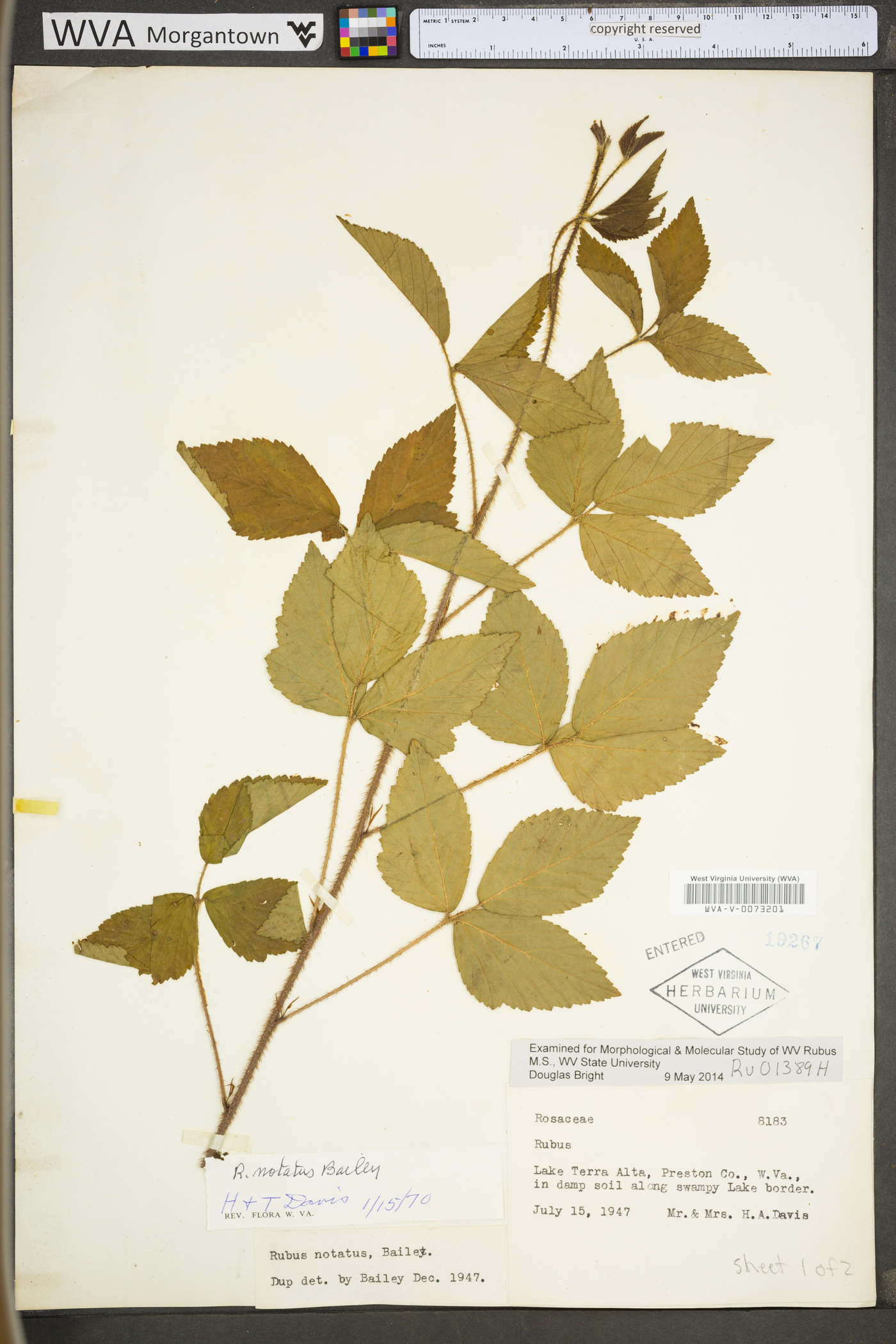 Rubus notatus image