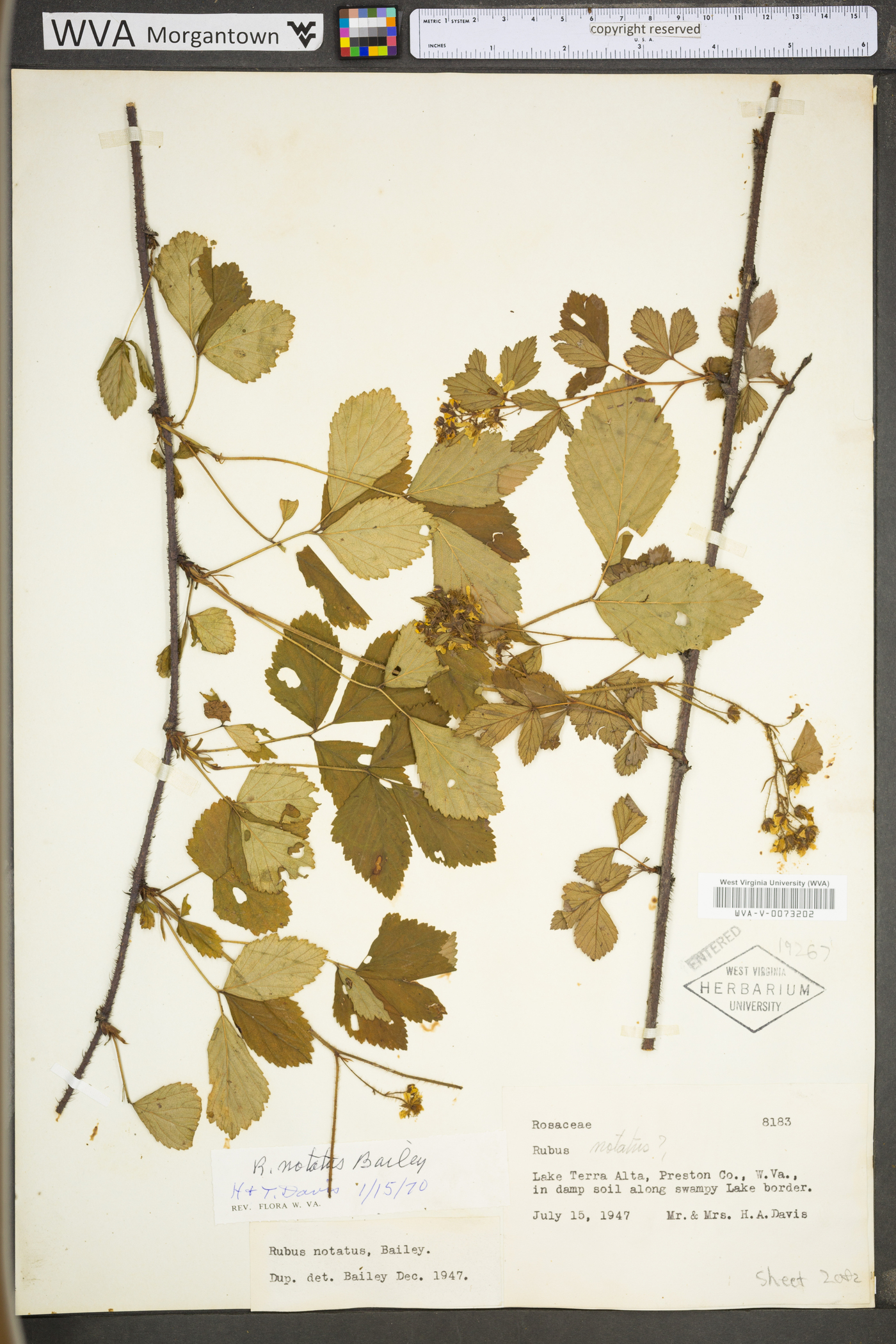 Rubus notatus image