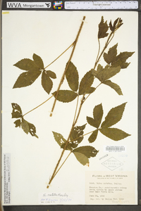 Rubus notatus image