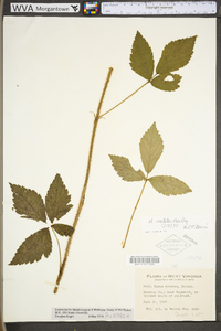 Rubus notatus image