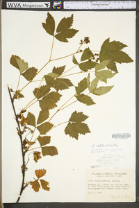 Rubus notatus image