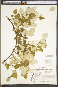 Rubus occidentalis image