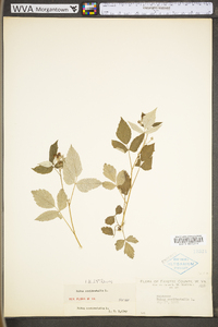 Rubus occidentalis image