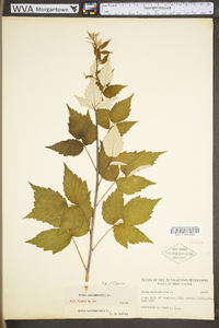 Rubus occidentalis image