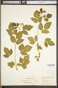 Rubus occidentalis image