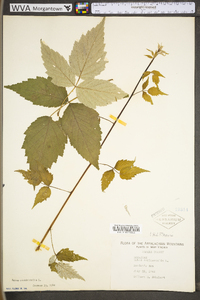 Rubus occidentalis image