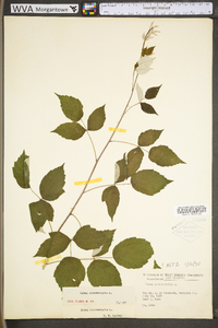 Rubus occidentalis image