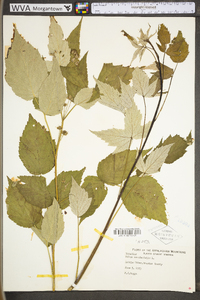 Rubus occidentalis image