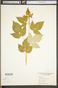 Rubus occidentalis image