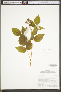 Rubus occidentalis image