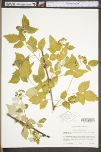 Rubus occidentalis image