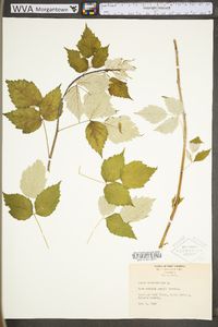 Rubus occidentalis image