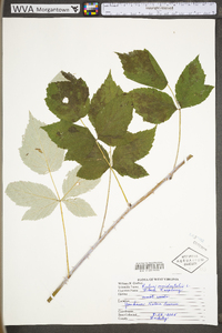 Rubus occidentalis image