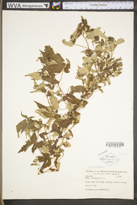 Rubus occidentalis image