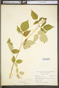 Rubus occidentalis image