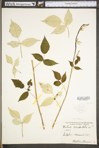 Rubus occidentalis image