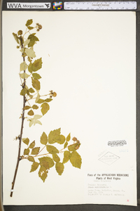 Rubus occidentalis image