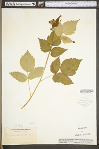 Rubus occidentalis image