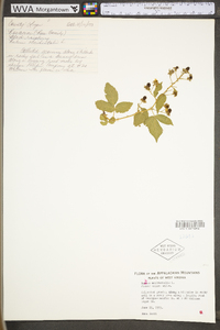 Rubus occidentalis image