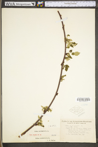 Rubus occidentalis image