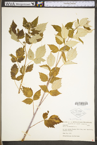 Rubus occidentalis image