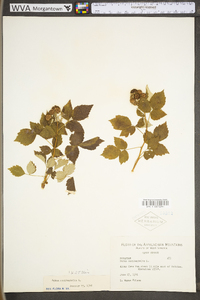 Rubus occidentalis image