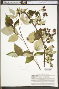 Rubus occidentalis image