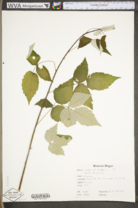 Rubus occidentalis image