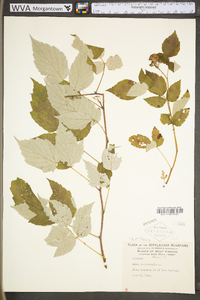 Rubus occidentalis image