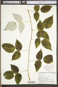 Rubus occidentalis image