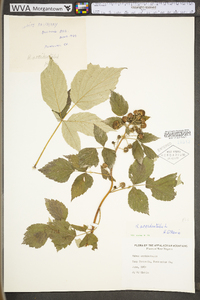 Rubus occidentalis image