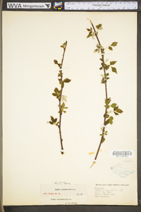 Rubus occidentalis image