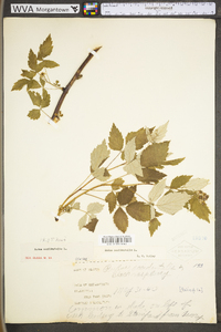 Rubus occidentalis image